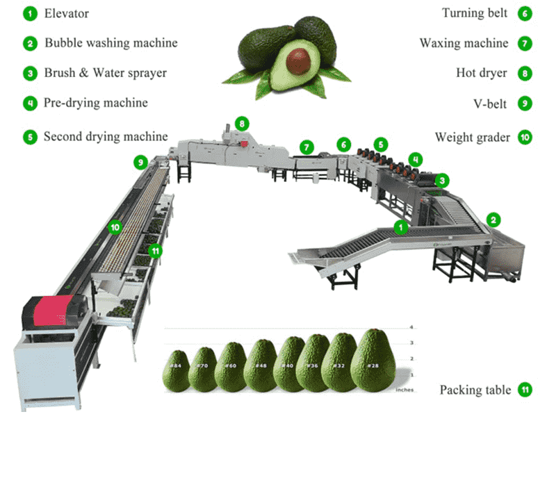 images/1747303370362avocado grading line.png